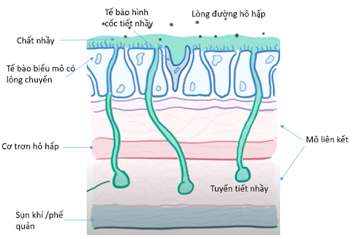 Cấu trúc thành đường hô hấp