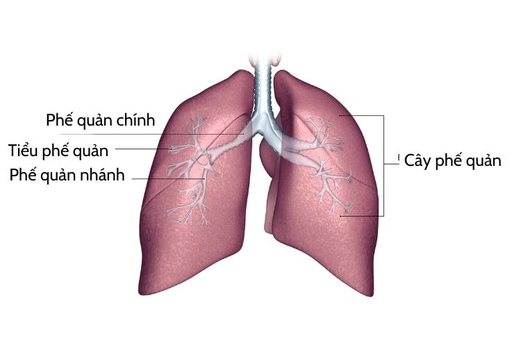 cac-loai-phe-quan.jpg