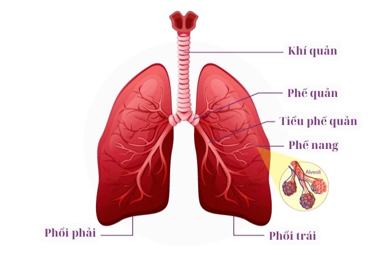 cau-tao-cua-phoi.jpg