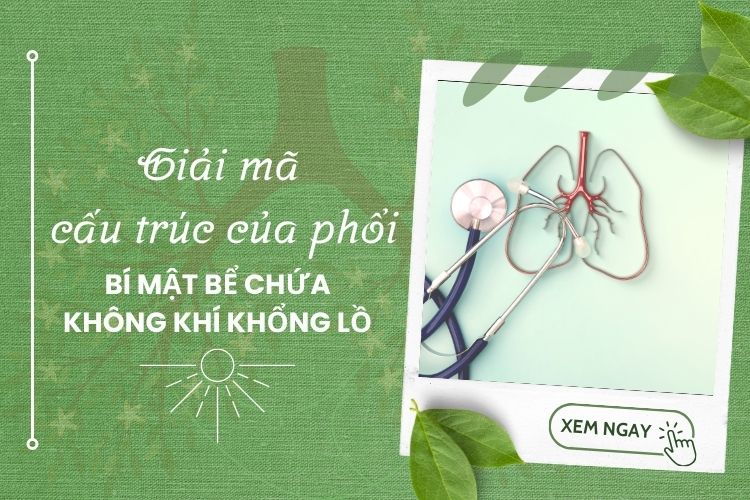 Giải mã cấu trúc của phổi: Bí mật bể chứa không khí khổng lồ