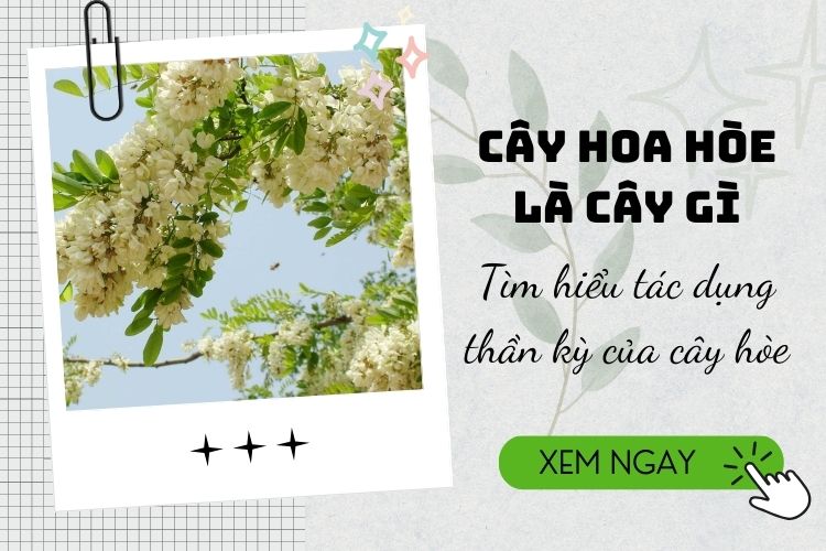 Cây hoa hòe là cây gì? Tìm hiểu tác dụng thần kỳ của cây hòe