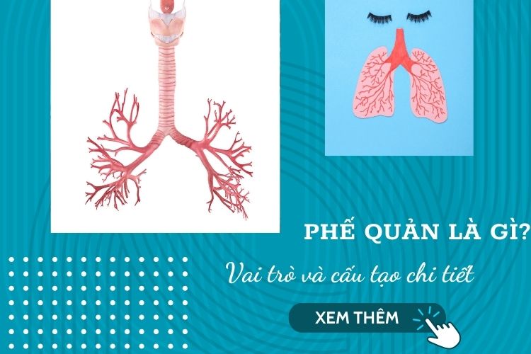 Phế quản là gì? Vai trò và cấu tạo chi tiết của phế quản