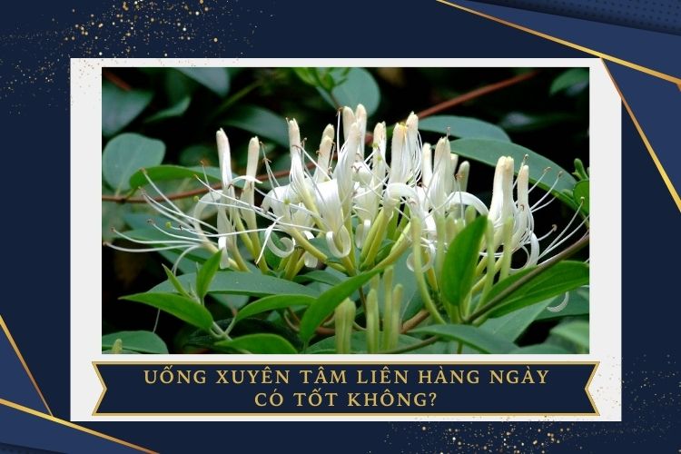 Uống xuyên tâm liên hàng ngày có tốt không?