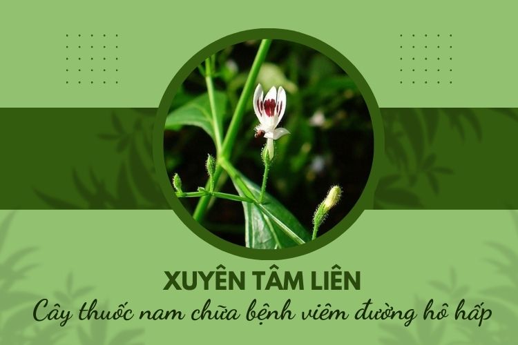 Xuyên tâm liên - Cây thuốc nam chữa bệnh viêm đường hô hấp