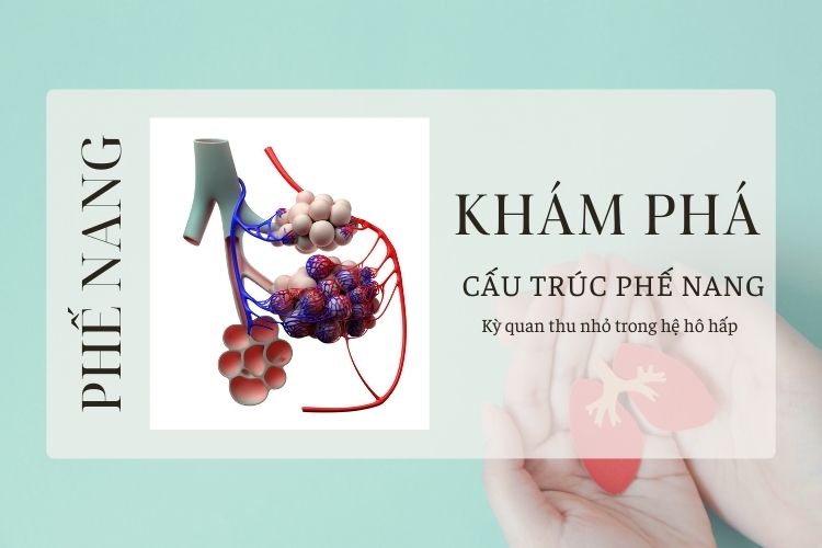 Khám phá cấu trúc phế nang - Kỳ quan thu nhỏ trong hệ hô hấp