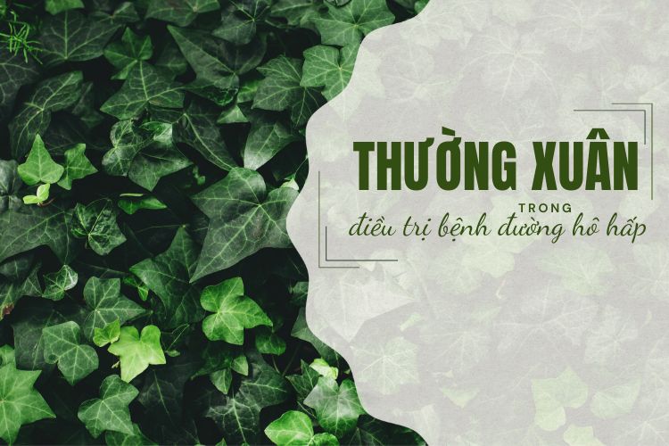 Tác dụng của thường xuân trong điều trị bệnh đường hô hấp